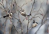 Mésanges nonnettes (Parus palustris) groupe décortiquant les baies d'aulnes pour manger les graines en hiver, Samoëns, Alpes, France