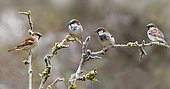 House sparrows (Passer domesticus) in a flock on frosted branches (digital composition), Vosges du Nord Regional Nature Park, France