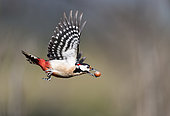 Spotted Woodpecker (Dendrocopos major) male in flight with a hazelnut, Vosges du Nord Regional Nature Park, France