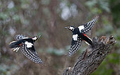 Spotted woodpecker (Dendrocopos major) male and female in flight (digital composition), Vosges du Nord Regional Nature Park, France
