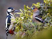 Spotted woodpecker (Dendrocopos major) and Hawfinch (Coccothraustes coccothraustes), chance encounter Parc naturel régional des Vosges du Nord, France