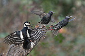 Female spotted woodpecker (Dendrocopos major) nagging starlings (Sturnus vulgaris) Parc naturel régional des Vosges du Nord, France