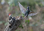 Middle spotted woodpecker (Dendrocopos medius) nagging a common starling (Sturnus vulgaris) Parc naturel régional des Vosges du Nord, France
