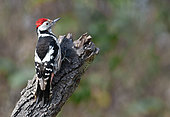 Middle spotted woodpecker (Dendrocopos medius) on atrunk,Parc naturel régional des Vosges du Nord, France