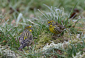Male European Serin (Serinus serinus) looking for seeds in frosted grass (digital composition), Vosges du Nord Regional Nature Park, France