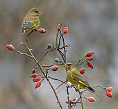 European greenfinch (Chloris chloris) on a dog rose (Rosa canina), Vosges du Nord Regional Nature Park, France