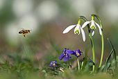 Honey bee (Apis mellifera) going on snowdrops (Galanthus nivalis) Parc naturel régional des Vosges du Nord, France