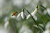 Honey bee (Apis mellifera) going on snowdrops (Galanthus nivalis) Parc naturel régional des Vosges du Nord, France