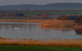 Lorraine pond in the early morning at the end of winter, Lorraine Regional Nature Park, France