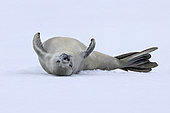 Crabeater seal (Lobodon carcinophaga) resting on a fragment of pack ice, rolling in fresh snow to clean itself and heal any wounds. climate ice melt global warming, iceberg and large fragments of ice adrift, Marguerite Bay, George VI Channel, Expedition below the South Polar Circle in Antarctica