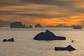 Icebergs and large fragments of drifting ice, here in the light of a summer evening we see a whale's tail in the middle of giant icebergs floating on the southern sea, climate melting ice global warming. Marguerite Bay, George VI Channel, Expedition below the South Polar Circle in Antarctica