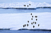 Adelie penguins (Pygoscelis adeliae) running on fragments of Antarctic pack ice, climate melting global warming. Marguerite Bay, George VI Channel. Expedition below the South Polar Circle in Antarctica