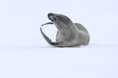 Crabeater seal (Lobodon carcinophaga) resting on a fragment of pack ice, rolling in fresh snow to clean itself and heal any wounds. climate ice melt global warming, iceberg and large fragments of ice adrift, Marguerite Bay, George VI Channel, Expedition below the South Polar Circle in Antarctica