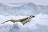 Young crabeater seal (Lobodon carcinophaga) resting on a fragment of pack ice. climate ice melt global warming, iceberg and large fragments of ice adrift, Marguerite Bay, George VI Channel, Expedition below the South Polar Circle in Antarctica