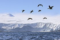 Vol des cormorans au dessus de la banquise entre deux pêches dans la mer australe, climat fonte des glaces réchauffement climatique. Baie Marguerite, canal George VI. Expédition en dessous du cercle polaire sud en antarctique