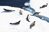 Crabeater seals (Lobodon carcinophaga) resting on an ice floe fragment, climate ice melt global warming, iceberg and large ice fragments adrift, Marguerite Bay, George VI Channel, Expedition below the South Polar Circle in Antarctica