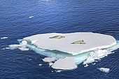 Crabeater seals (Lobodon carcinophaga) resting on an ice floe fragment, climate ice melt global warming, iceberg and large ice fragments adrift, Marguerite Bay, George VI Channel, Expedition below the South Polar Circle in Antarctica