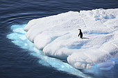 Adelie penguins (Pygoscelis adeliae) climbing a small iceberg, climate melting global warming. Marguerite Bay, George VI Channel. Expedition below the South Polar Circle in Antarctica