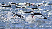 School of Gentoo penguins (Pygoscelis papua) swimming in the Southern Sea, Marguerite Bay, George VI Channel. Expedition below the South Polar Circle in Antarctica.