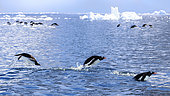 School of Gentoo penguins (Pygoscelis papua) swimming in the Southern Sea, Marguerite Bay, George VI Channel. Expedition below the South Polar Circle in Antarctica.
