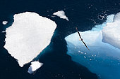 Albatross in flight over fragments of Antarctic pack ice, climate melting global warming. Marguerite Bay, George VI Channel. Expedition below the South Polar Circle in Antarctica