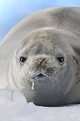 Crabeater seal (Lobodon carcinophaga) young crabeater seal resting on a fragment of pack ice between two fisheries. climate ice melt global warming, iceberg and large fragments of ice adrift, Marguerite Bay, George VI Channel, Expedition below the South Polar Circle in Antarctica