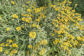 Jerusalem sage, Phlomis fruticosa, in bloom
