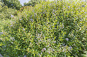 Ceanothe, Ceanothus delileanus 'Henri Desfossé', in bloom