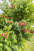 Trumpet Vine, Campsis tagliabuana 'Mme Galen', in bloom