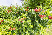 Trumpet Vine, Campsis tagliabuana 'Mme Galen', in bloom