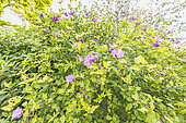Rose Mallow, Hibiscus syriacus 'Lavender Chiffon', in bloom