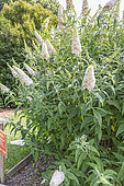 Butterfly bush, Buddleja davidii 'Buzz Ivory', in bloom