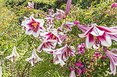 Orienpet Lily 'Altari', flowers
