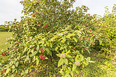 Leatherleaf viburnum, Viburnum rhytidophyllum