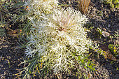 Peacock White Kale Decoration Cabbage, Brassica oleracea var. acephala