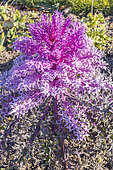 Peacock Red Kale Decoration Cabbage, Brassica oleracea var. acephala