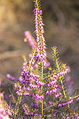 Cross-Leaved Heath, Erica tetralix 'Tina', flowers