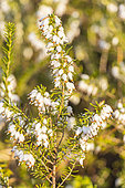 Winter Heath, Erica carnea 'Springwood White', flowers