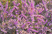 Cross-Leaved Heath, Erica tetralix 'Ken Underwood', flowers