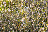 Winter Heather, Erica darleyensis 'White Profusion', in bloom