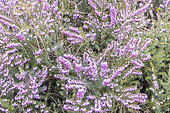 Heather, Calluna vulgaris 'Red Favorite', in bloom