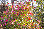 Camellia 'Crimson Candles', (USA) 1995, in bloom