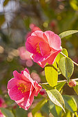 Camellia 'Crimson Candles', (USA) 1995, flowers