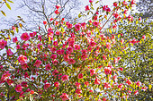 Camellia 'Crimson Candles', (USA) 1995, in bloom