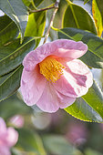 Japanese Camellia, Camellia japonica 'Magali', BEL 1914, flower