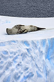 Leopard seal (Hydrurga leptonyx), large Antarctic predator at rest on a fragment of pack ice, iceberg and large fragments of ice adrift, climate melting global warming, expedition below the South Polar Circle in Antarctica. Marguerite Bay, George VI Channel, Antarctica