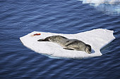 Leopard seal (Hydrurga leptonyx), large Antarctic predator at rest on a fragment of pack ice, iceberg and large fragments of ice adrift, climate melting global warming, expedition below the South Polar Circle in Antarctica. Marguerite Bay, George VI Channel, Antarctica