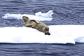 Leopard seal (Hydrurga leptonyx), large Antarctic predator at rest on a fragment of pack ice, iceberg and large fragments of ice adrift, climate melting global warming, expedition below the South Polar Circle in Antarctica. Marguerite Bay, George VI Channel, Antarctica