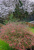 Spring flowers in the garden, Sarthe, Pays de la Loire, France