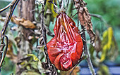 Tomato after mildew disease, Sarthe, France